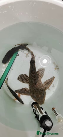 Plecos fish - Advert 1