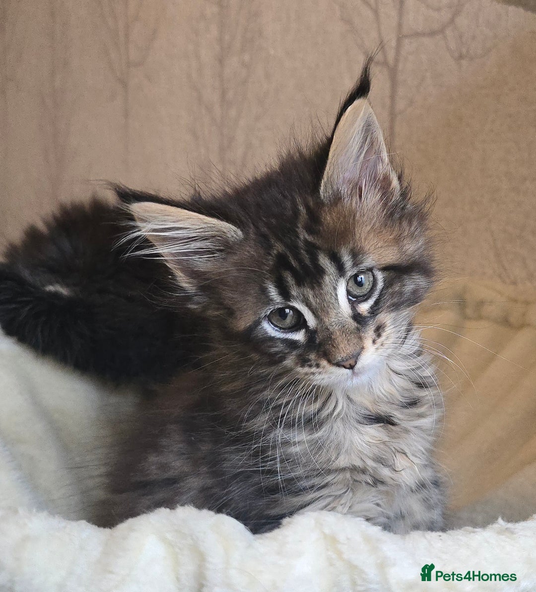 Maine Coon cats for sale: Maine Coon Kittens Polydactyl Russian line - Image 30