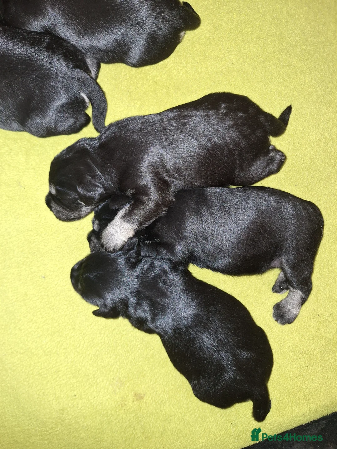 Miniature Schnauzer dogs for sale: 8 adorable miniature schnauzer puppies  - Advert 8