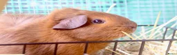 Guinea Pig rodents for sale: 2 bonded female guinea pigs  - Advert 2