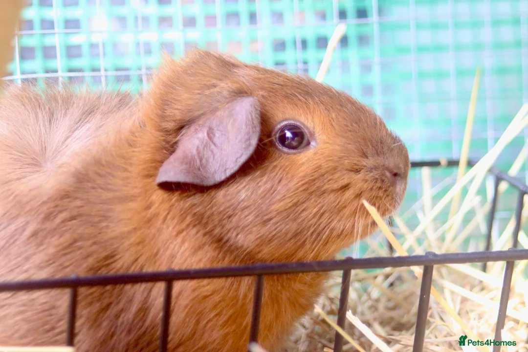 Guinea Pig rodents for sale: 2 bonded female guinea pigs  - Advert 2