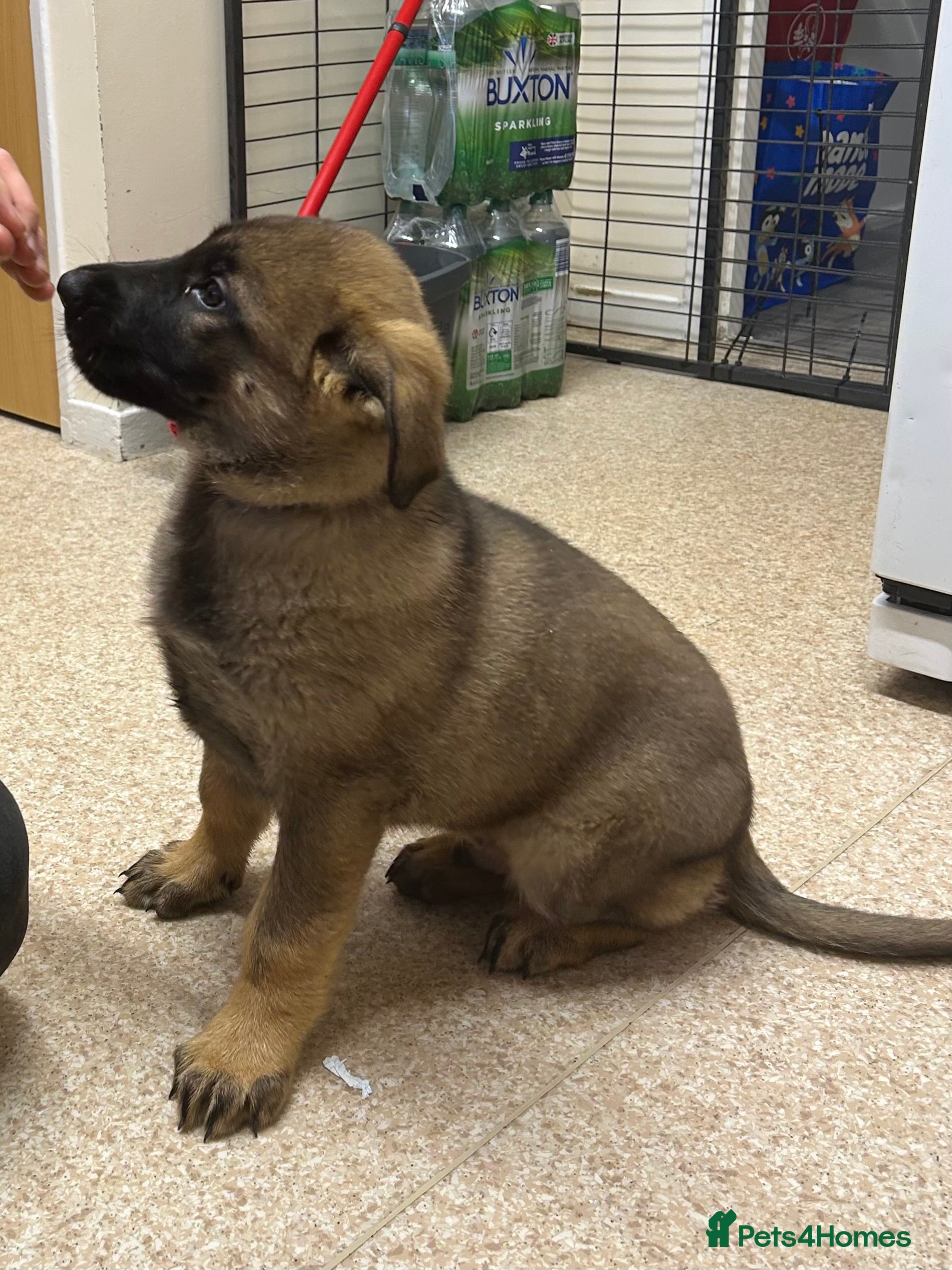 German Shepherd dogs Kc reg German shepherd puppy 1 BOY LEFT - Advert 1