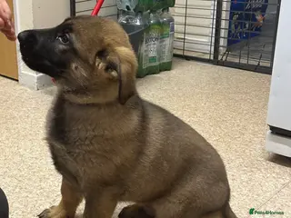 German Shepherd dogs Kc reg German shepherd puppy 1 BOY LEFT - Advert 1