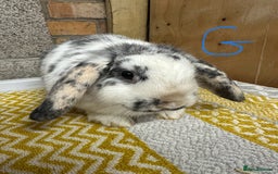 Mini Lop rabbits for sale: Mini Lop Rabbits For Sale  - Image 11