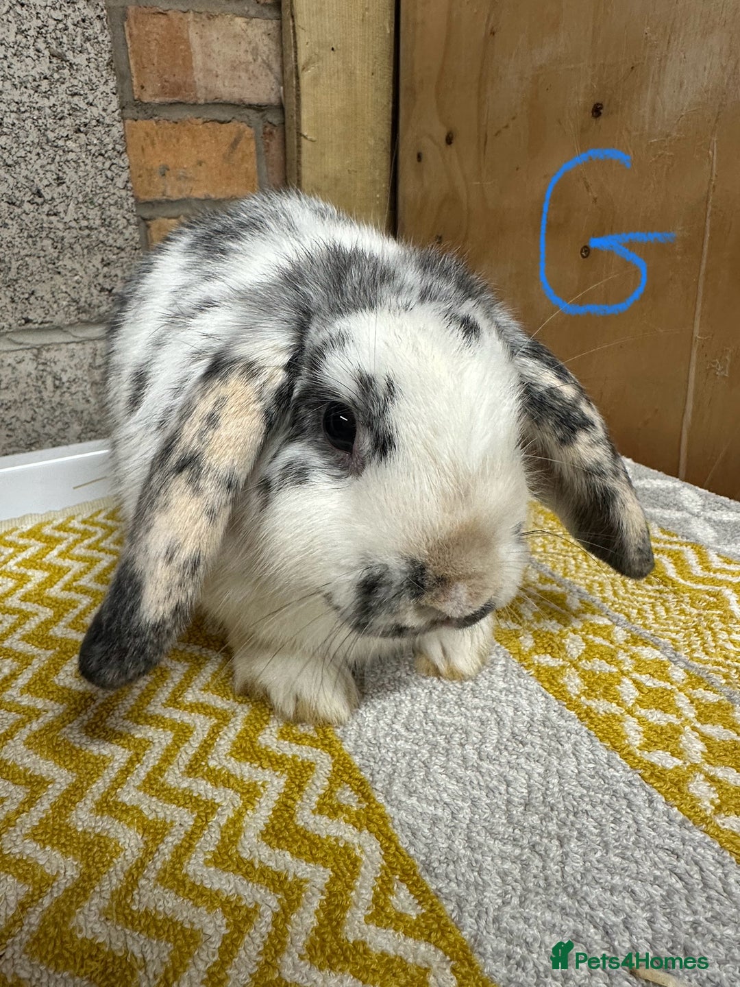 Mini Lop rabbits for sale: Mini Lop Rabbits For Sale  - Image 11