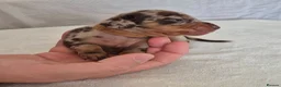 Miniature Dachshund dogs for sale: 🖤 Stunning Miniature Dachshunds 🖤 - Advert 23