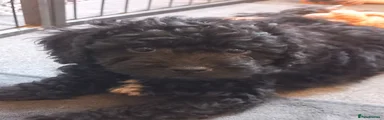 Cockapoo 4