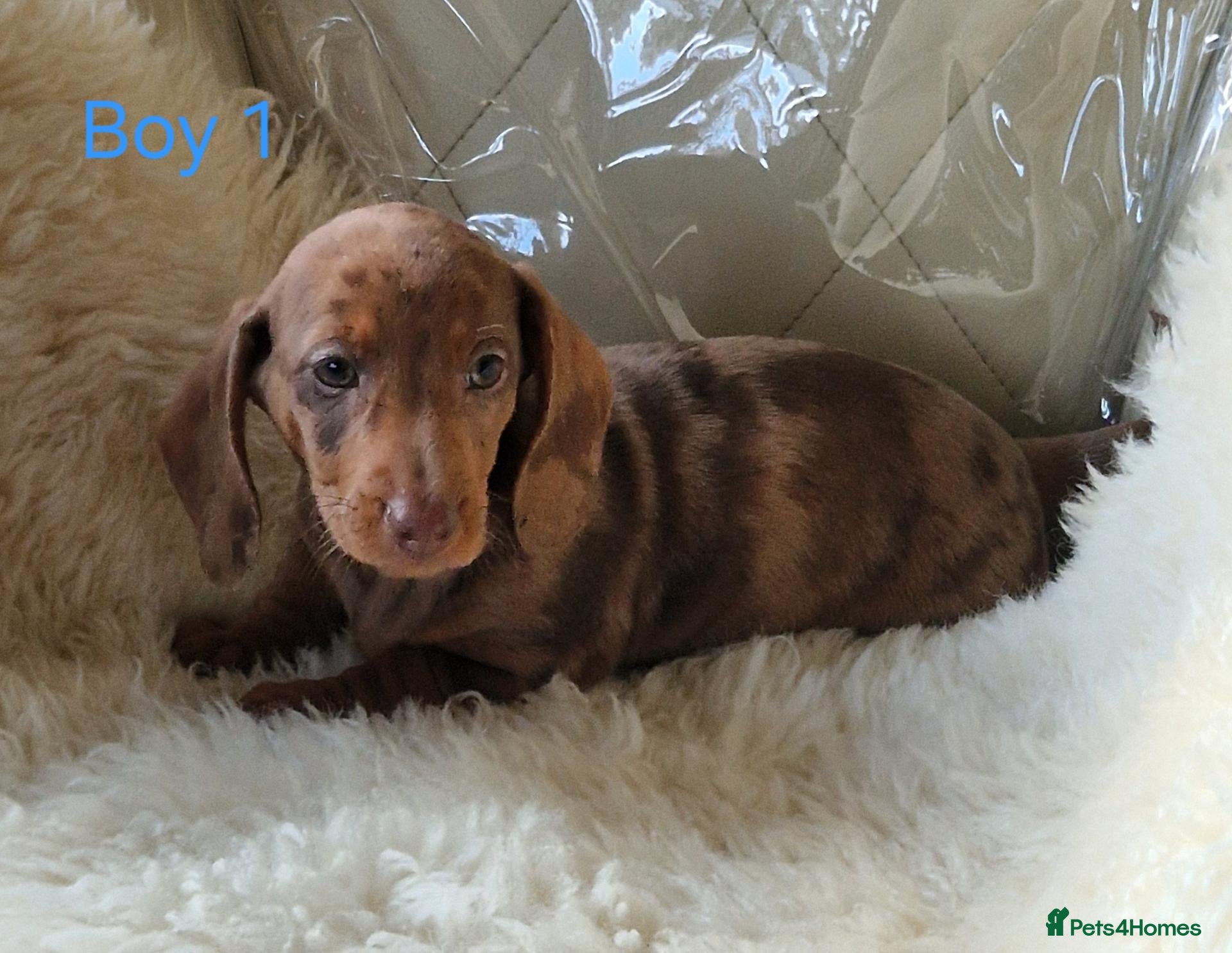 Miniature Dachshund dogs 🐕🐕6 adorable miniature dashund puppies 🐕🐕 - Advert 2