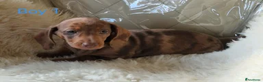 Miniature Dachshund 1