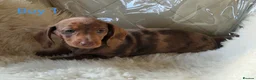 Miniature Dachshund dogs for sale: 🐕🐕6 adorable miniature dashund puppies 🐕🐕 - Advert 3