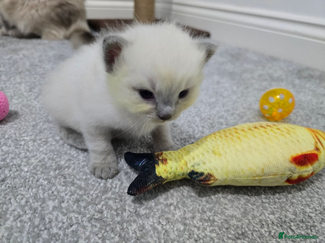 Ragdoll cats for sale: 💙 BLUEPOINT RAGDOLL BOY FOR SALE 💙 - Image 8