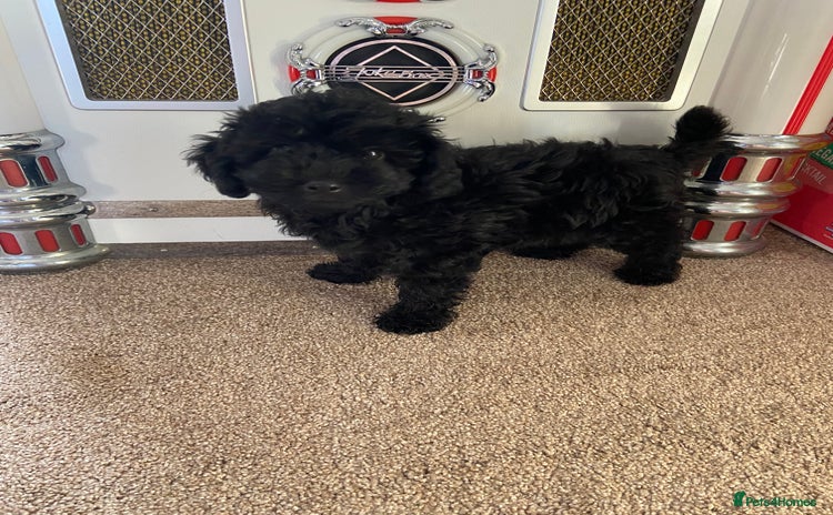 Cockapoo dogs for sale - Advert 1