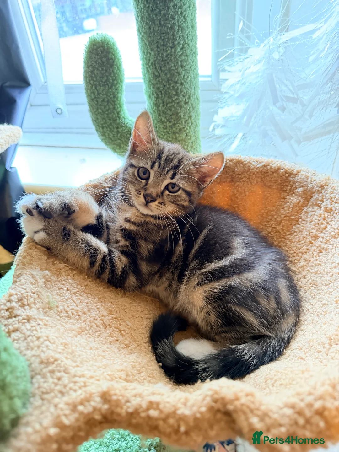 Scottish Fold cats for sale: Two Adorable Scottish Fold Male Kittens in Southampton - Advert 2