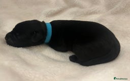 Patterjack dogs for sale: Patterdale x jackrussel  - Image 13