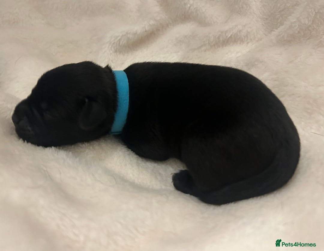Patterjack dogs for sale: Patterdale x jackrussel  - Image 13