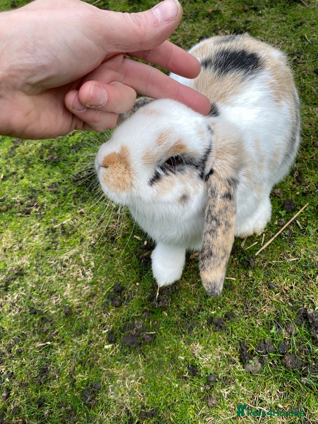 Mixed Breed rabbits for sale: 2 x bonded female rabbits  - Advert 1