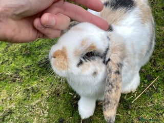 Mixed Breed rabbits 2 x bonded female rabbits - Advert 1