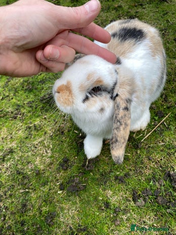 Mixed Breed rabbits 2 x bonded female rabbits - Advert 1