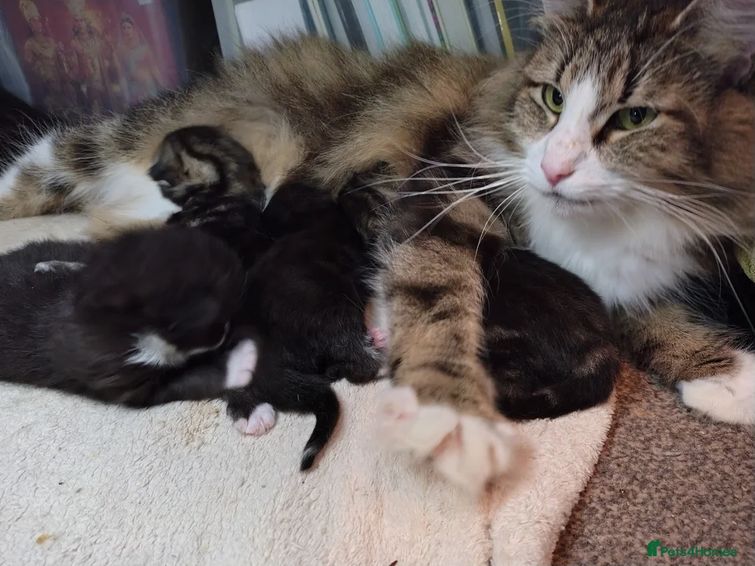 Norwegian Forest Cat cats for sale: Beautiful Pedigree Norwegian Forest kittenss in Durham - Advert 4