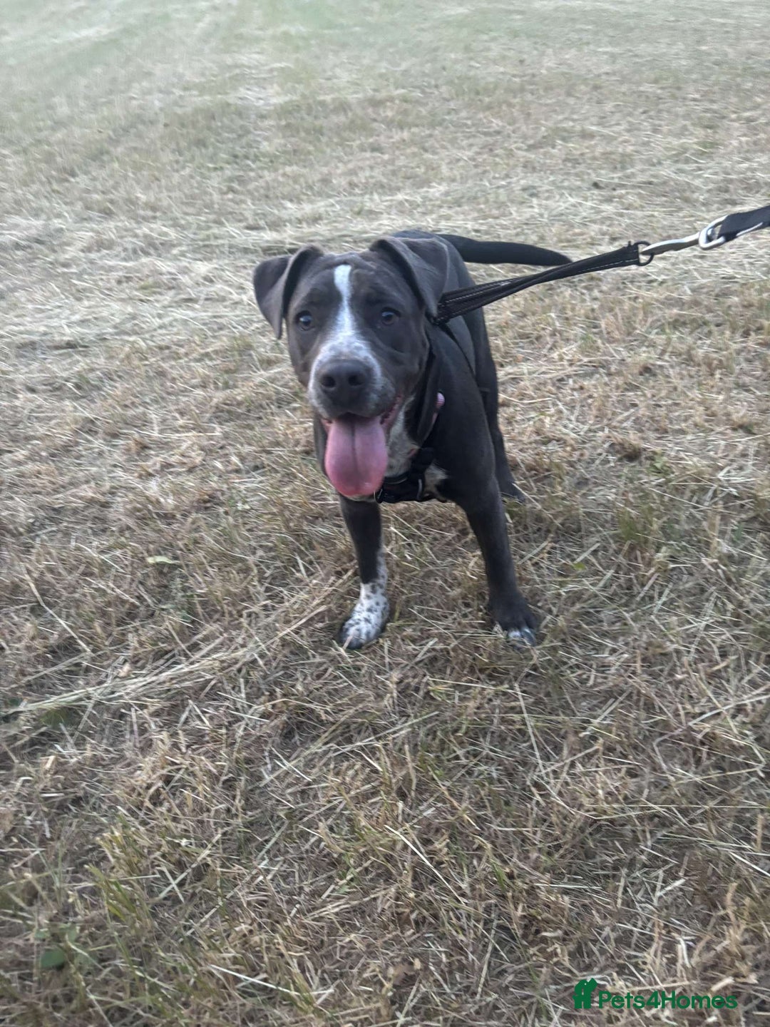 Mixed Breed dogs for sale: Bulldog x Staffie for rehoming.  - Image 14