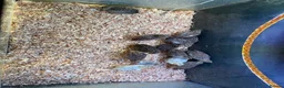 Quail poultry for sale: Button quail  - Advert 4