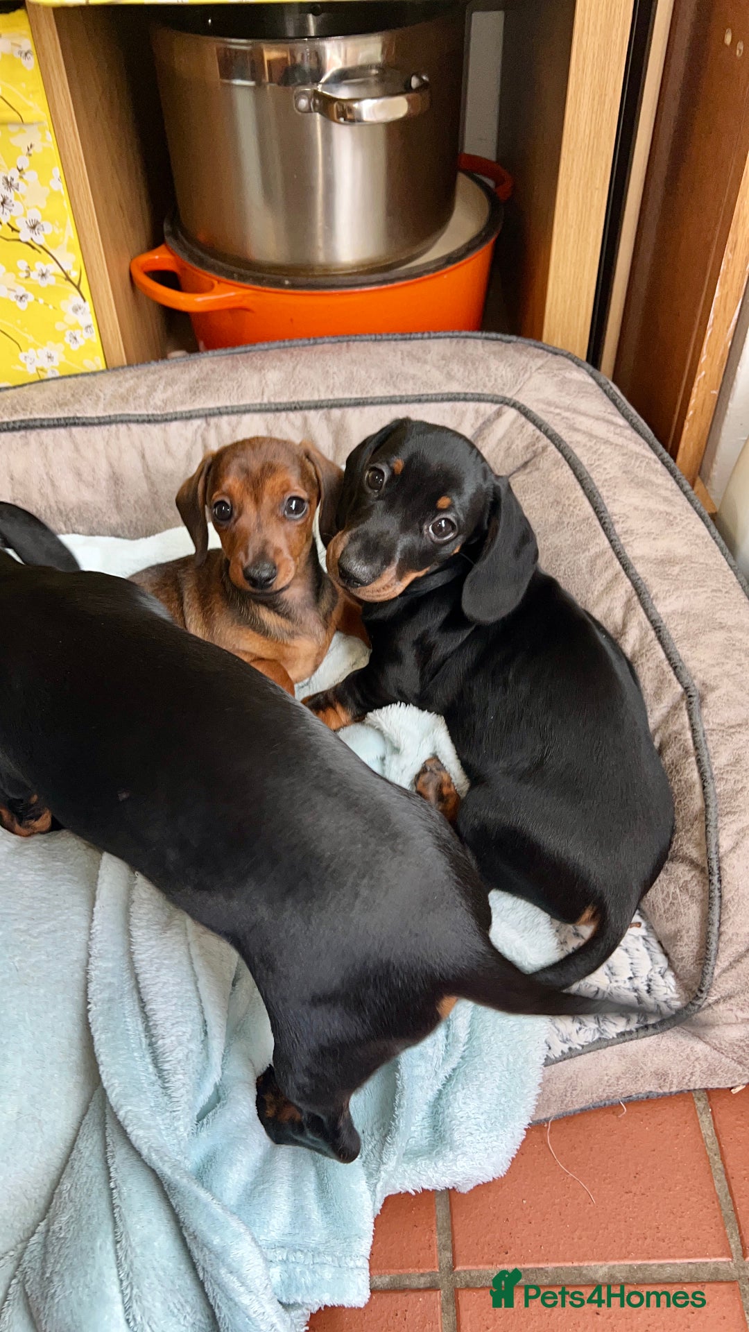 Miniature Dachshund dogs for sale: Excellent bloodlines mini smooth hair dachshunds  - Image 8