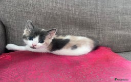 Mixed Breed cats for sale: Beautifully unique kittens - Image 11