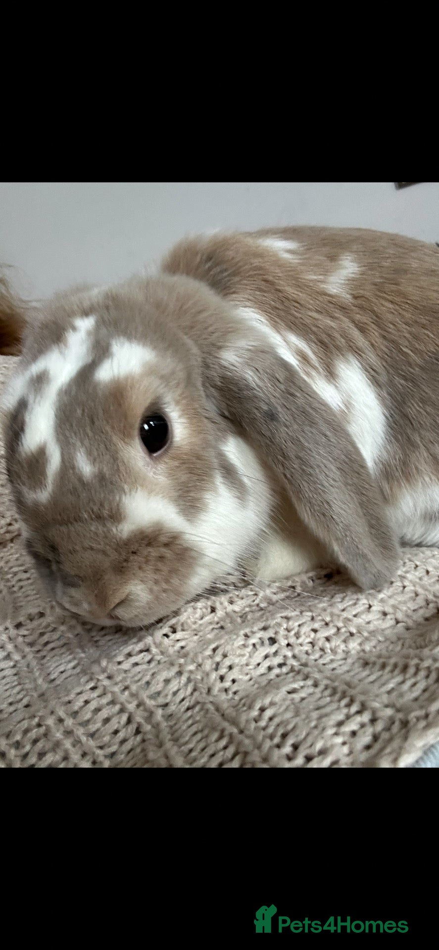 Mixed Breed rabbits Mr Benjamin Bunny  - Advert 1