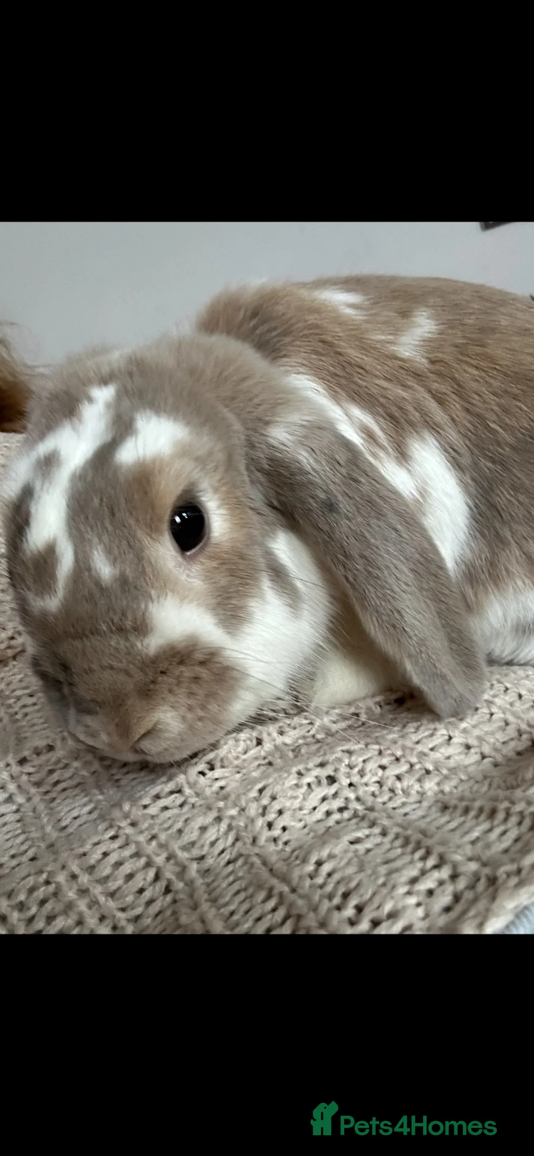 Mixed Breed rabbits for sale: Mr Benjamin Bunny  in Knottingley - Advert 1