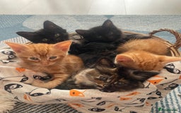 Mixed Breed cats for sale: 🐱 Gorgeous Kittens Looking for a Loving Homes 🏡 - Image 4