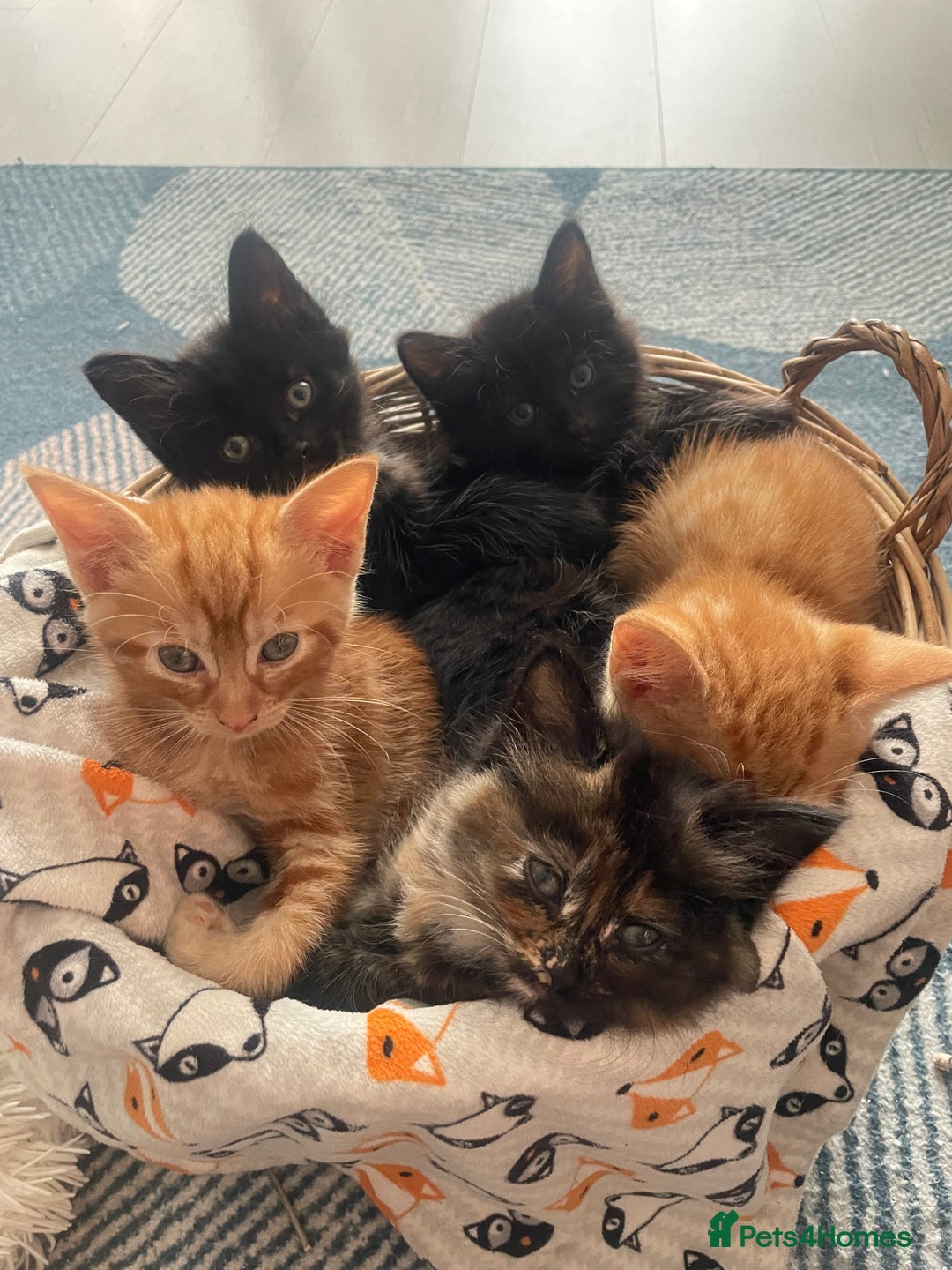 Mixed Breed cats for sale: 🐱 Gorgeous Kittens Looking for a Loving Homes 🏡 - Image 4