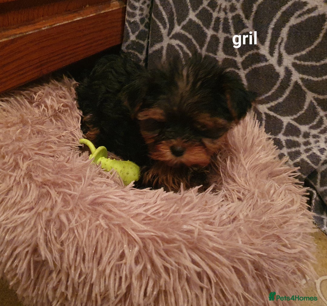 Yorkshire Terrier dogs for sale: Yorkshire terrier puppies 2 girls  - Advert 30