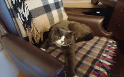 Mixed Breed cats for sale: 6 Lovely and Friendly Cats - Different colours - Advert 5