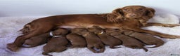 Cockapoo dogs for sale: 🐶🐾Beautiful Fox red F1 Cockerpoo Puppies 🐾🐶 - Advert 1