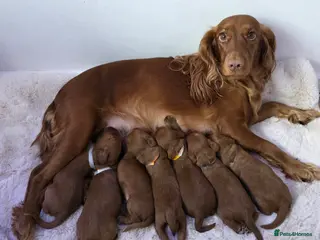 Cockapoo dogs 🐶🐾Beautiful Fox red F1 Cockerpoo Puppies 🐾🐶 - Advert 3