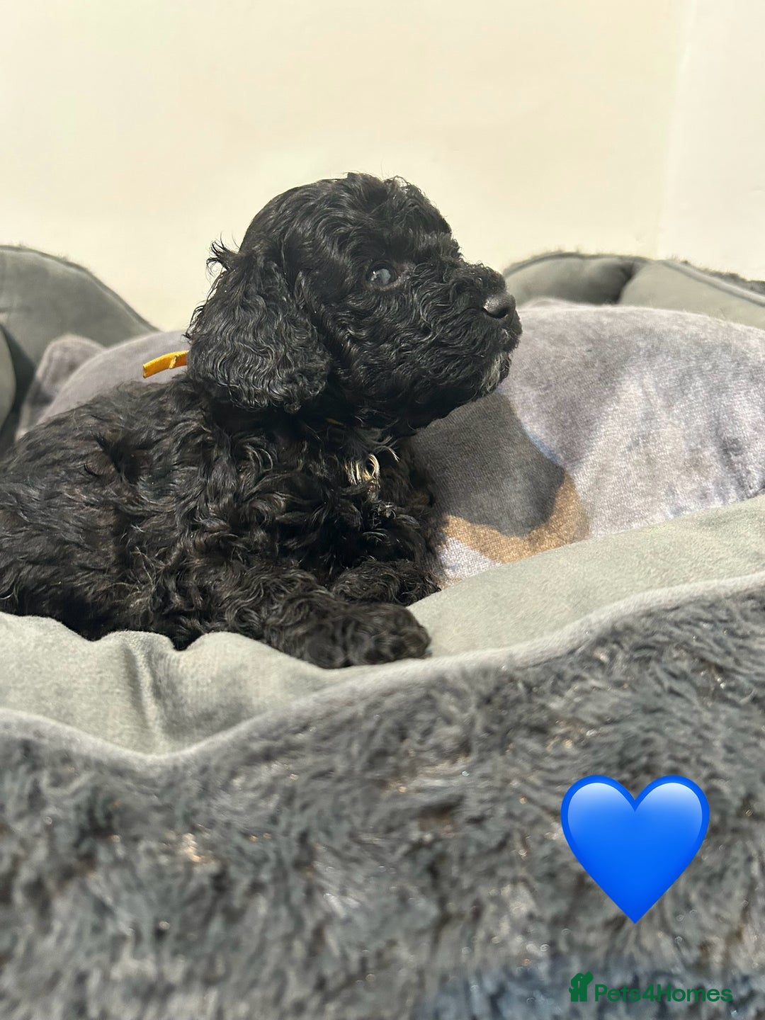 Cockapoo dogs for sale: 1💙 6🩷 F1B Cockerpoo’s  - Image 2