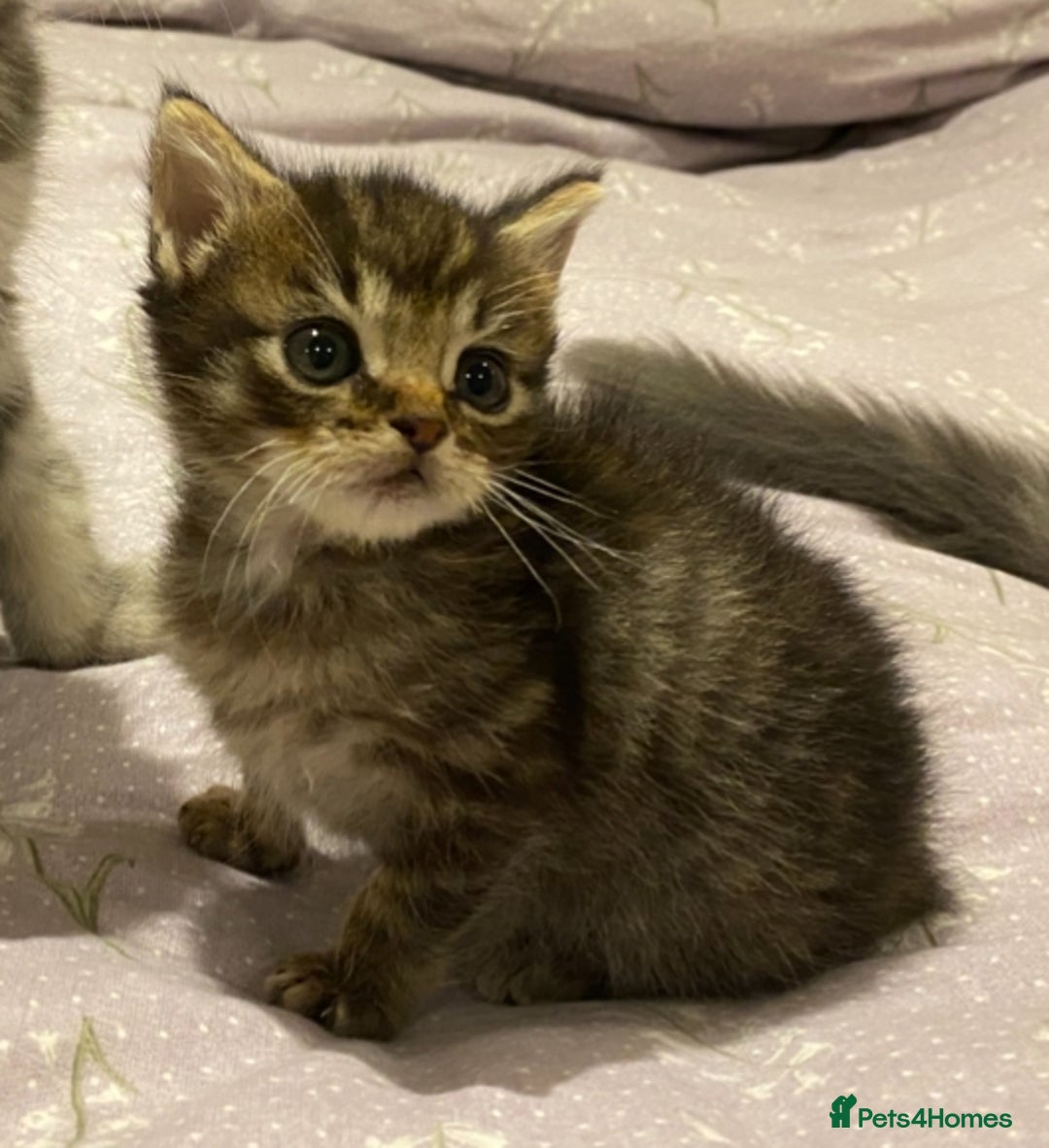 Mixed Breed cats for sale: 🌟 Agnes – A Tiny Girl With the Biggest Soul 🌟 - Advert 5