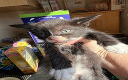 British Shorthair cats for sale: Gorgeous fluffy kittens for sale half bengal  - Image 4
