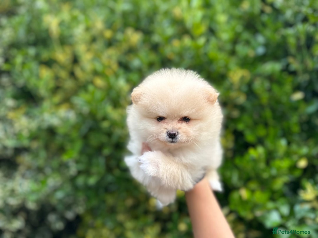 Pomeranian dogs for sale: Tiny Pomeranian Girls – Champion Bloodlines - Image 4