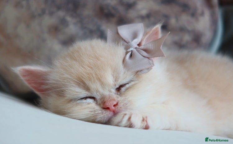British Shorthair cats - Advert 7