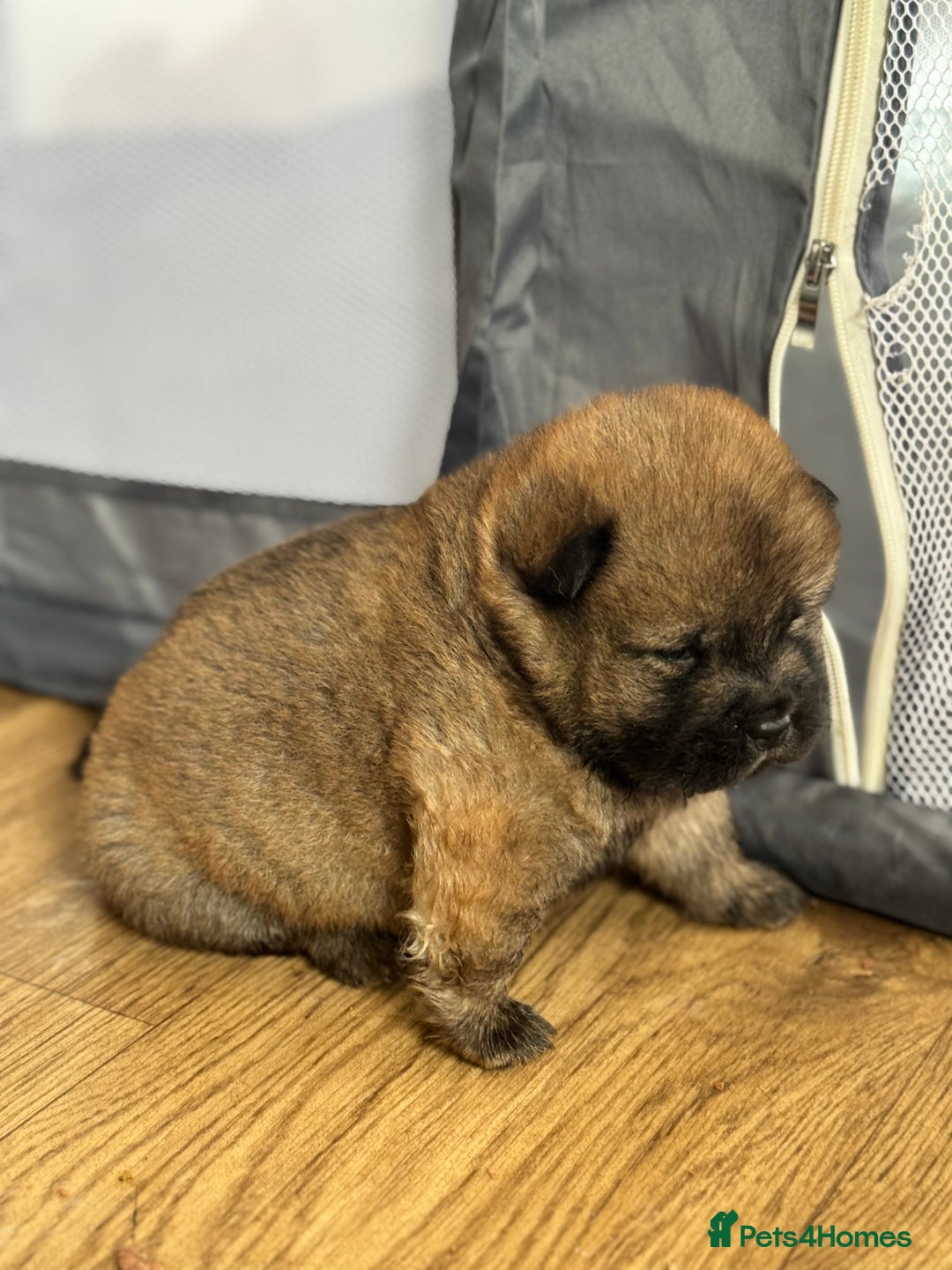 Chow Chow dogs for sale: chow chow puppies with champion stacked bloodline - Image 4
