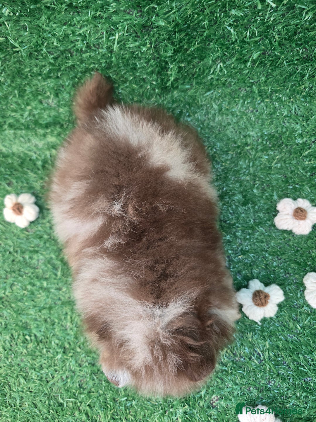 Pomeranian dogs for sale: 💜Lavender lilac chocolate merle exceptional poms - Advert 27