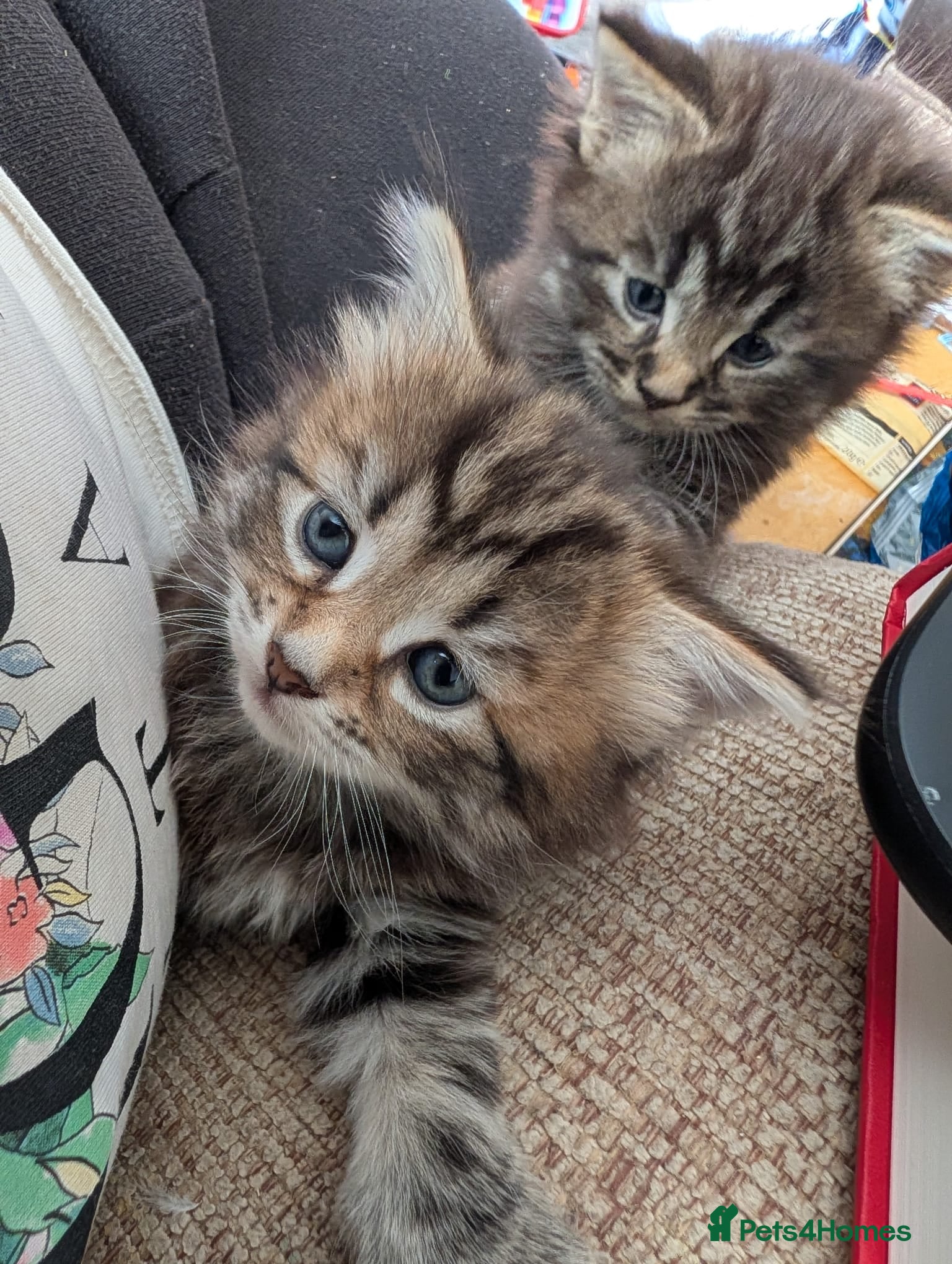 Mixed Breed cats for sale: 3 beautiful kittens ready for their forever home - Advert 3