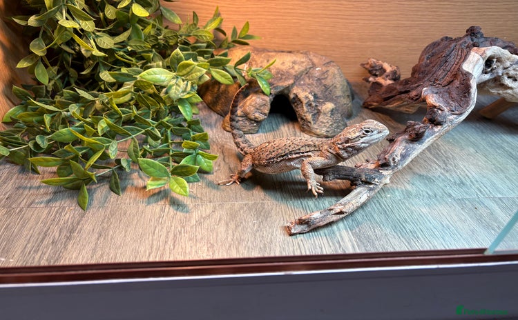 Bearded Dragon reptiles - Advert 4