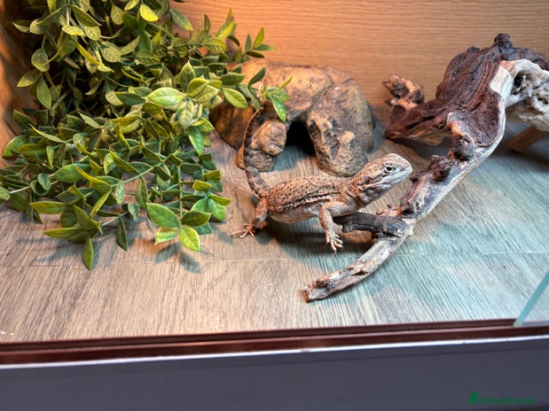 Bearded Dragon reptiles - Advert 4