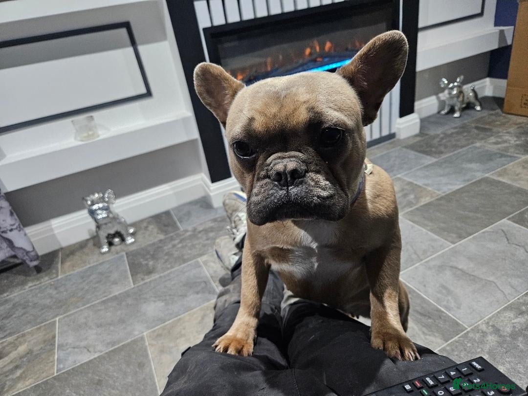 French Bulldog dogs Faw sable 2 year old - Advert 11