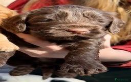 Cockapoo dogs for sale: F1BB Cockapoo Pups  - Image 16