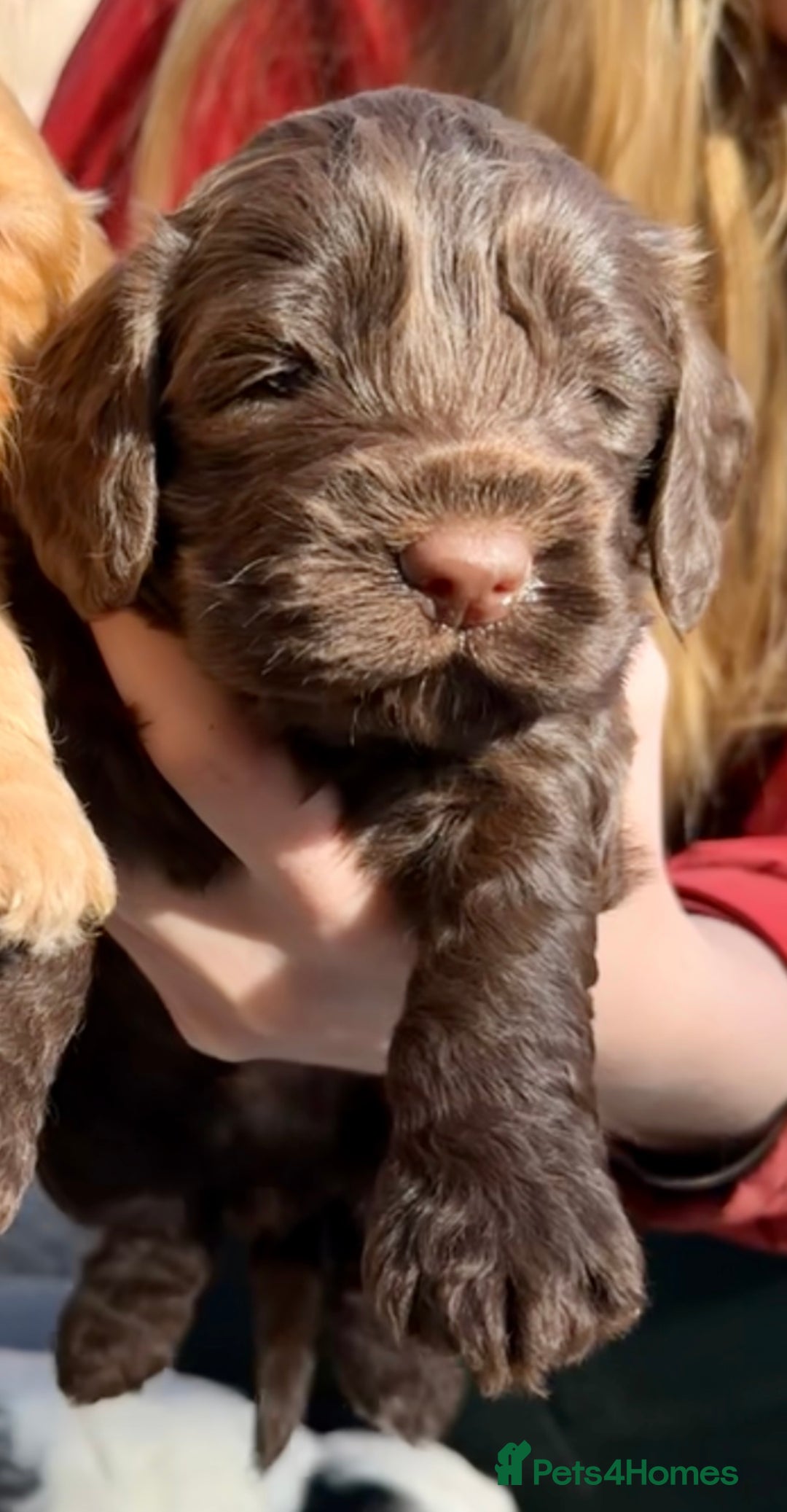 Cockapoo dogs for sale: F1BB Cockapoo Pups  - Image 16