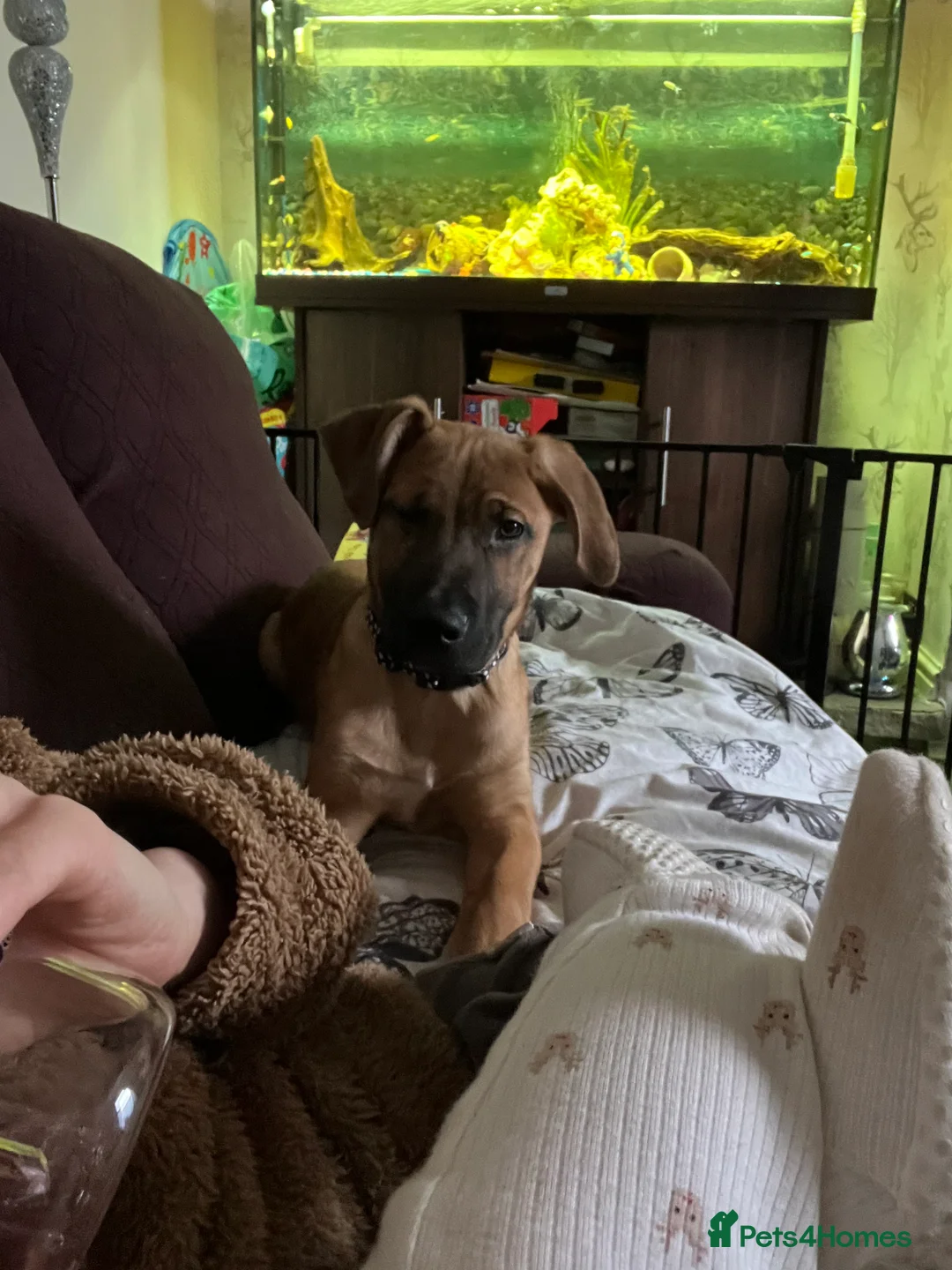 Mixed Breed dogs for sale: Puppy for sale  - Advert 1