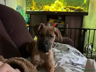 Mixed Breed dogs Puppy for sale - Advert 2